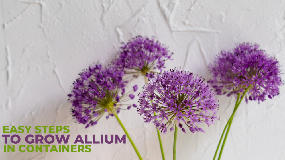 Easy Steps To Grow Allium In Containers