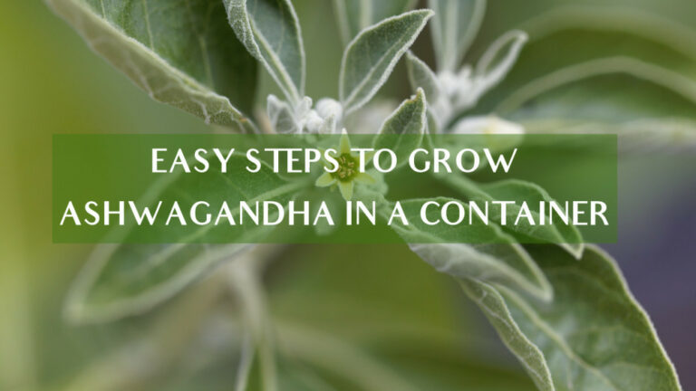 Easy Steps To Grow Ashwagandha In A Container