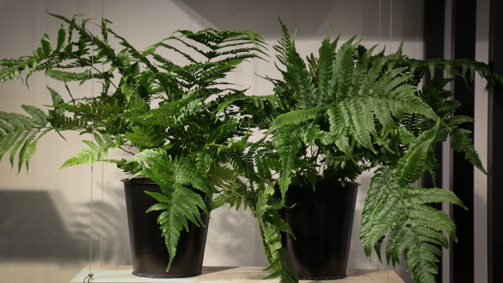 Easy Steps To Grow Ferns In A Container