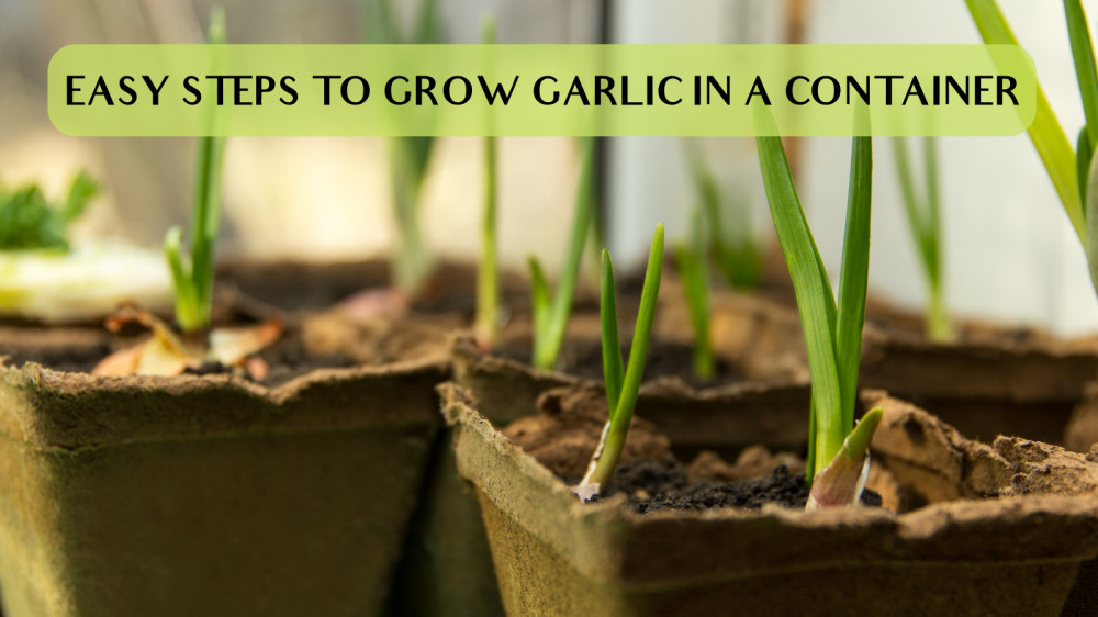 Easy Steps To Grow Garlic In A Container