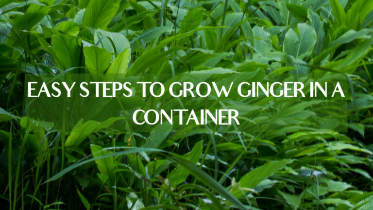 Easy Steps To Grow Ginger In A Container