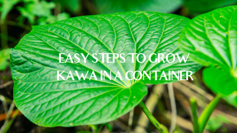Easy Steps To Grow Kava In A Container