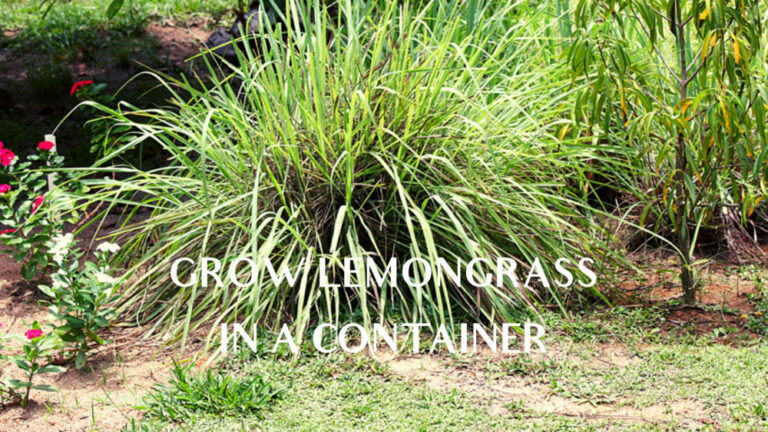 Easy Steps To Grow Lemongrass In A Container