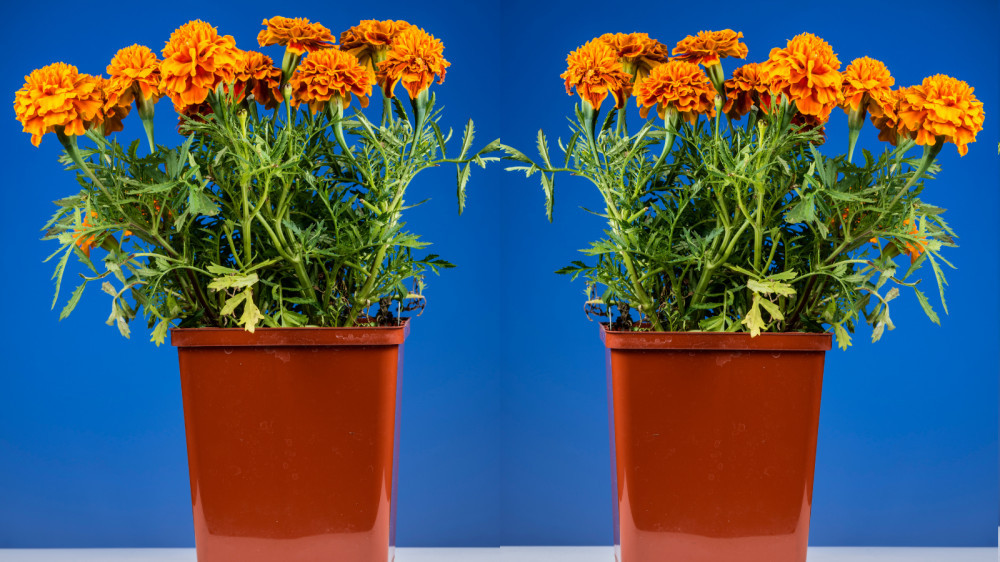 Easy Steps To Grow Marigolds In A Container
