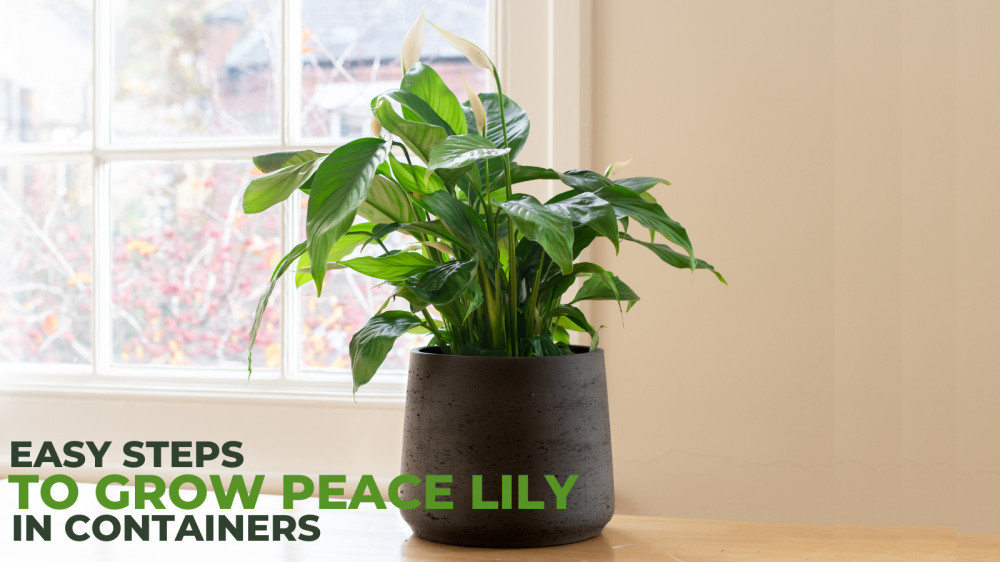 Easy Steps To Grow Peace Lily In Containers