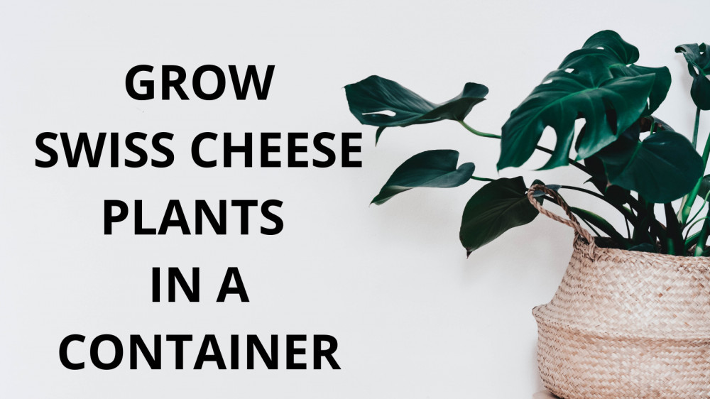 Easy Steps To Grow Swiss Cheese Plants In A Container