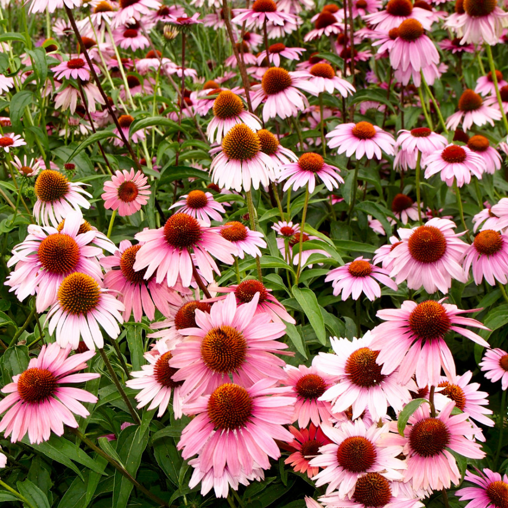 Echinacea