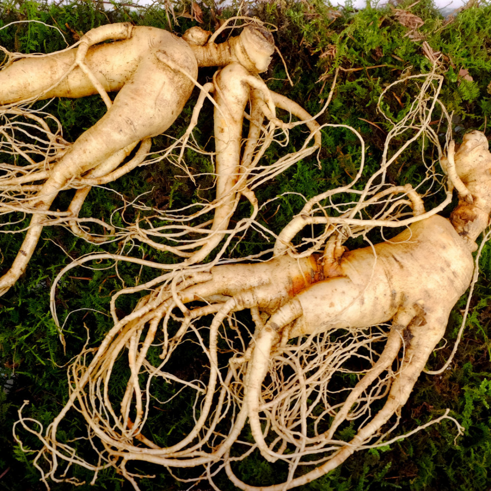 Ginseng