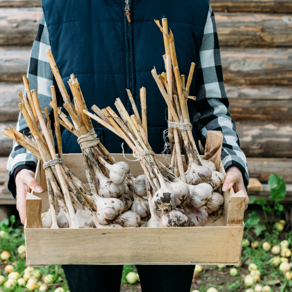 Harvesting Garlic