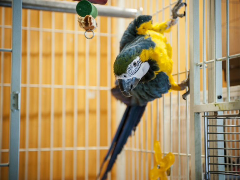 How To Choose The Best Bird Cage