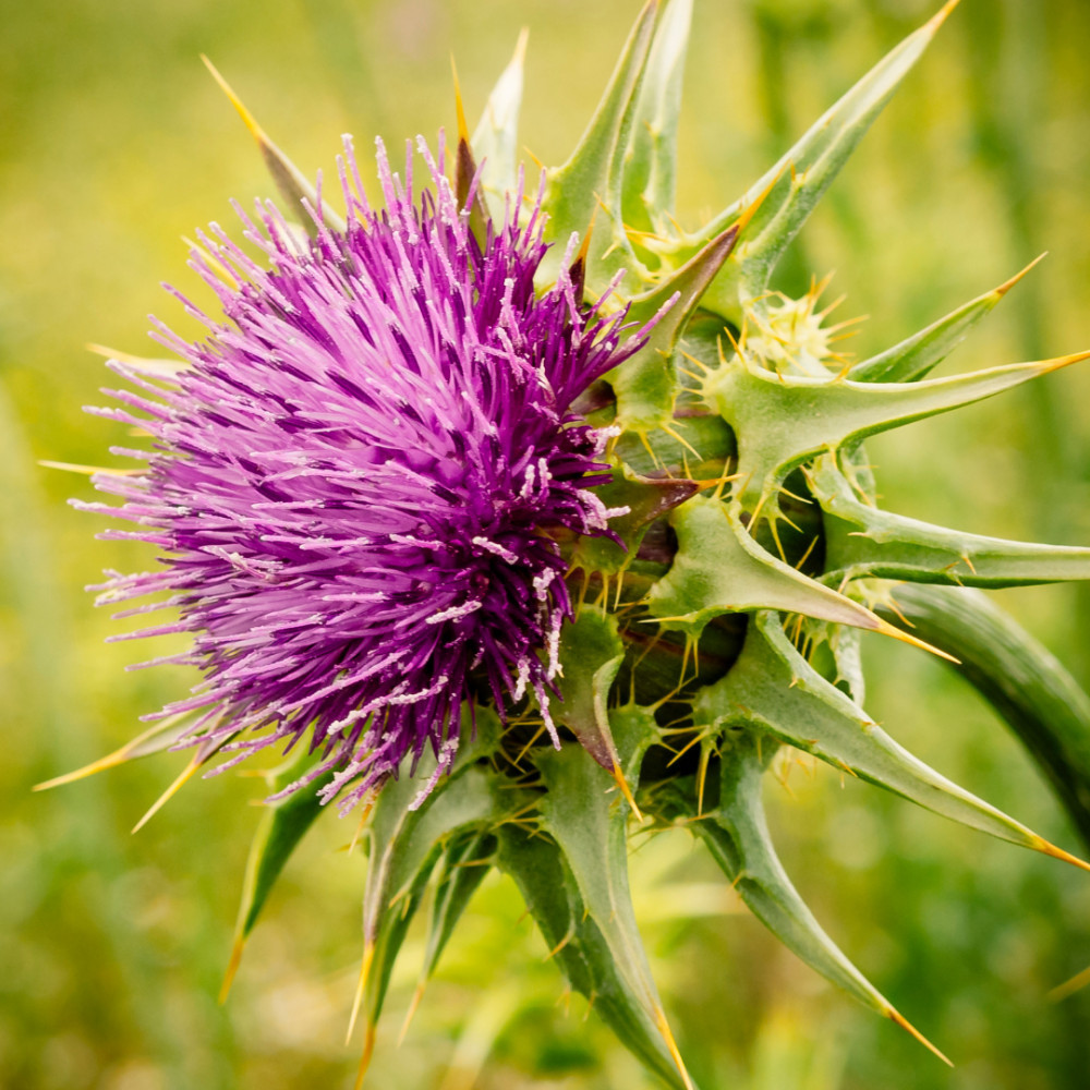 Milk Thistle