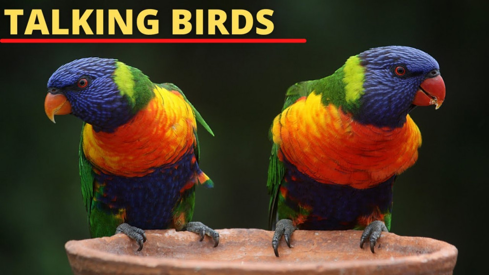 30 Best Pet Birds That Talk