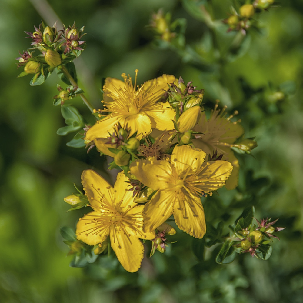 Saint John's Wort