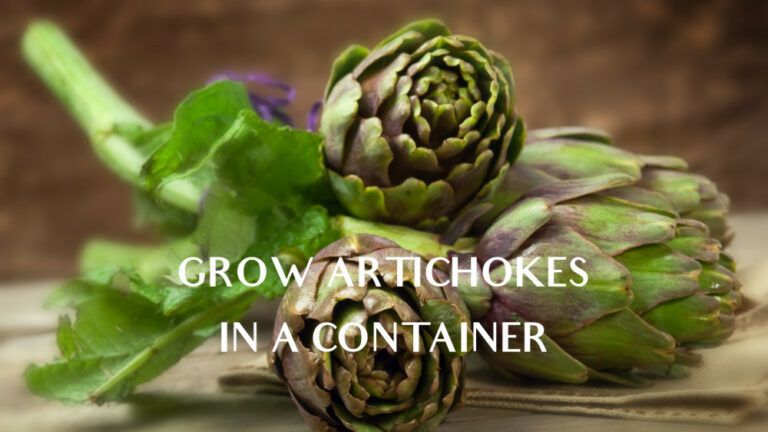 Simple Steps To Grow Artichokes In A Container