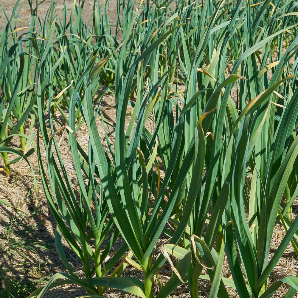 Sunlight To Grow Garlic In A Container