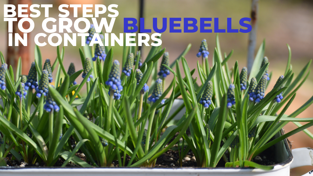 Best Steps To Grow Bluebells In Containers
