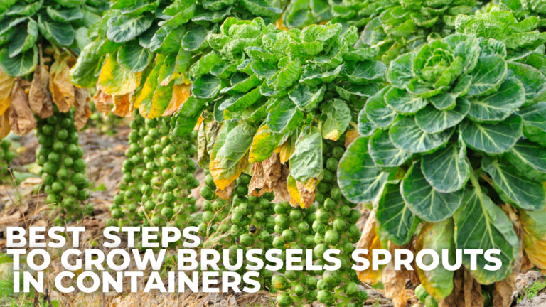 Best Steps To Grow Brussels Sprouts In Containers