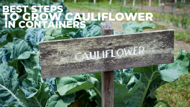 Best Steps To Grow Cauliflower In Containers
