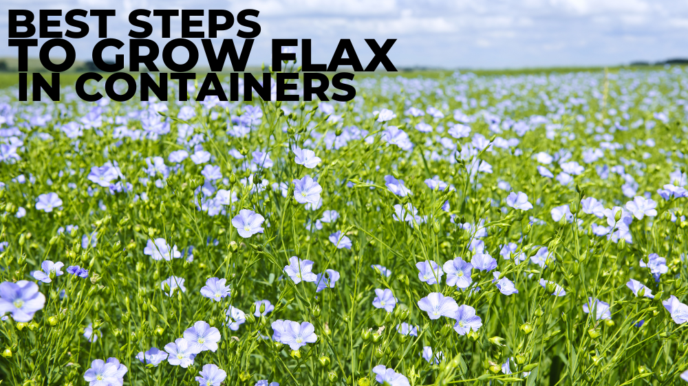 Best Steps To Grow Flax In Containers