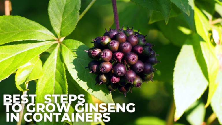 Best Steps To Grow Ginseng In Containers