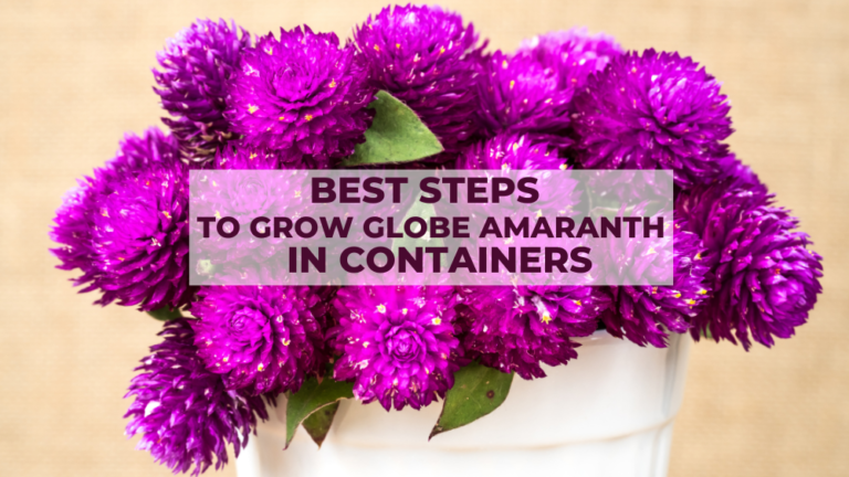 Best Steps To Grow Globe Amaranth In Containers