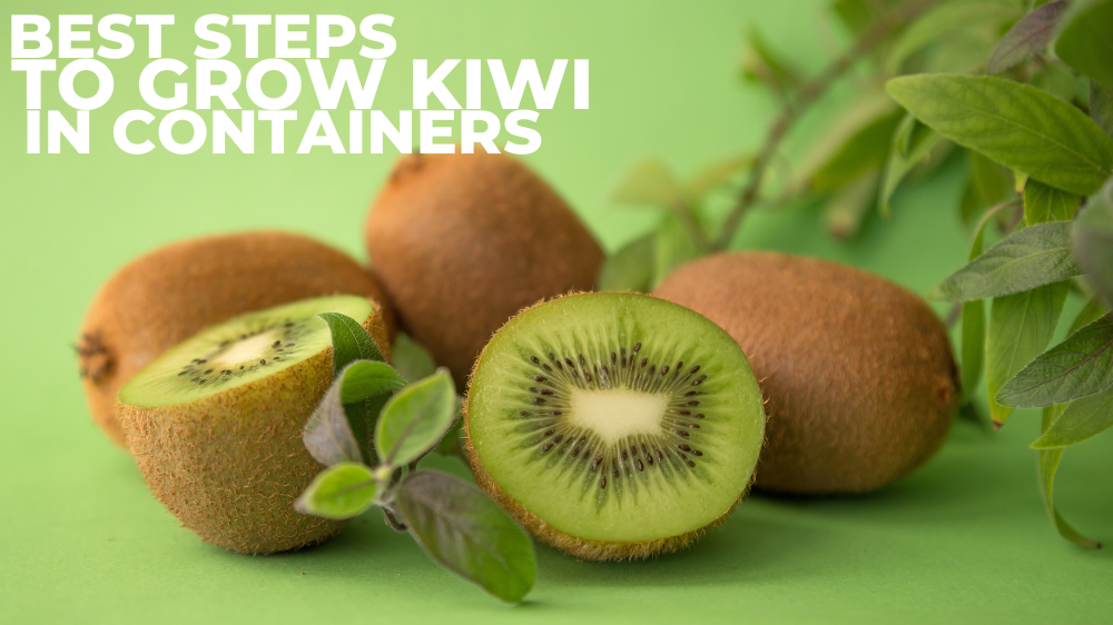 Best Steps To Grow Kiwi In Containers