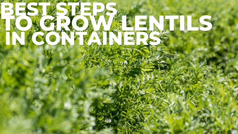 Best Steps To Grow Lentils In Containers
