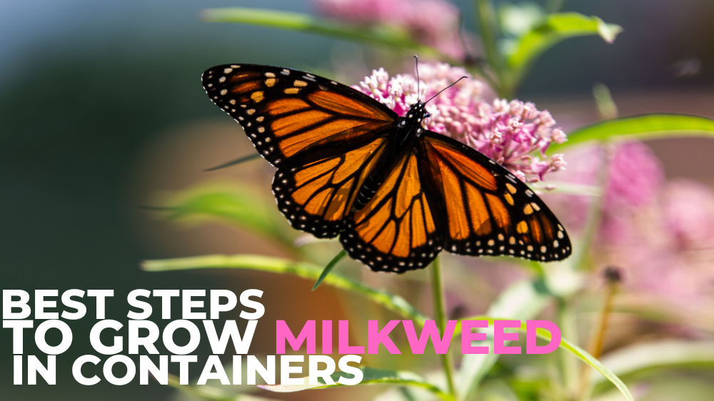Best Steps To Grow Milkweed In Containers