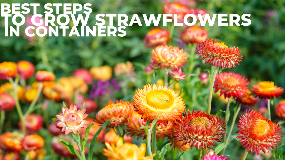 Best Steps To Grow Strawflowers In Containers