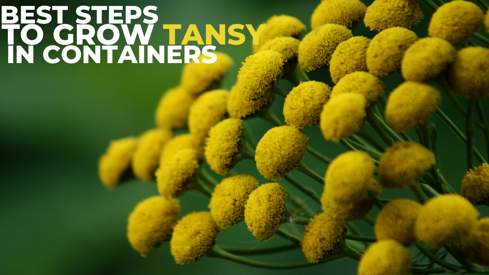 Best Steps To Grow Tansy In Containers