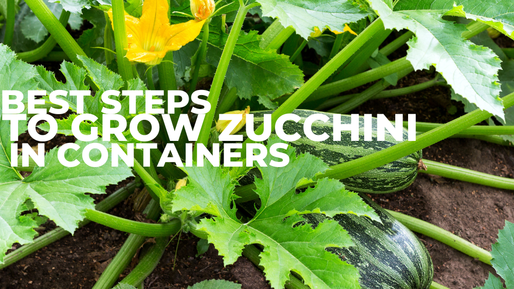 Best Steps To Grow Zucchini In Containers