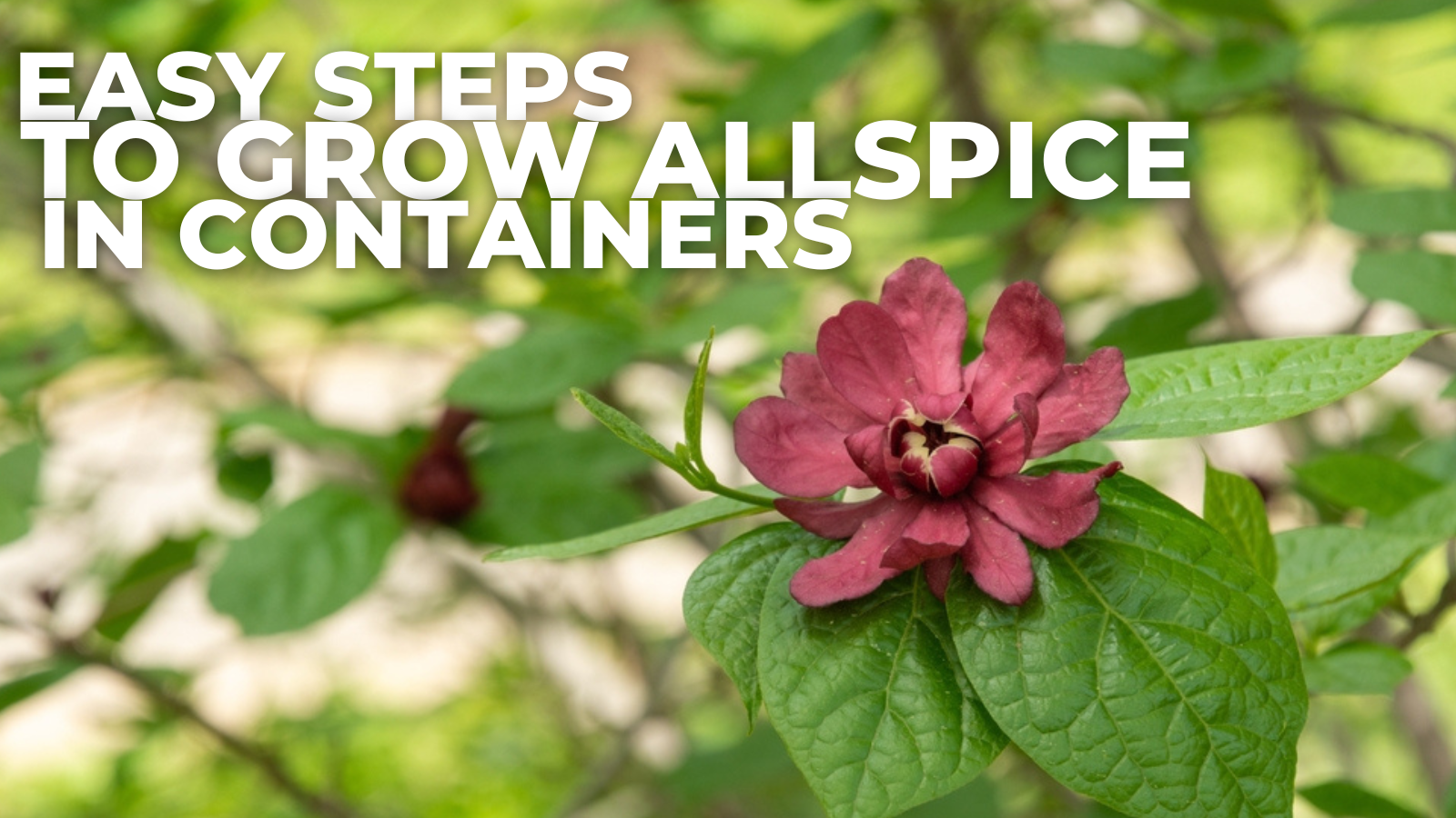 Easy Steps To Grow Allspice In Containers