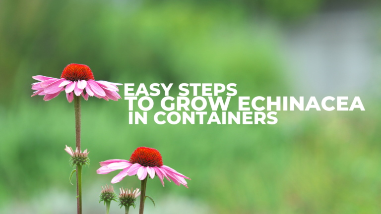 Easy Steps To Grow Echinacea In Containers