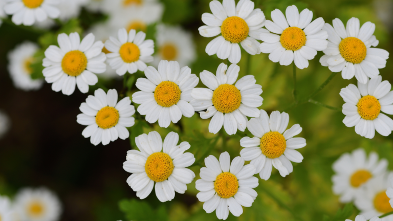 Easy Steps To Grow Feverfew In Containers