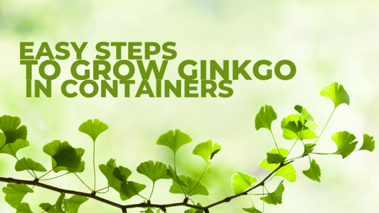 Easy Steps To Grow Ginkgo In Containers