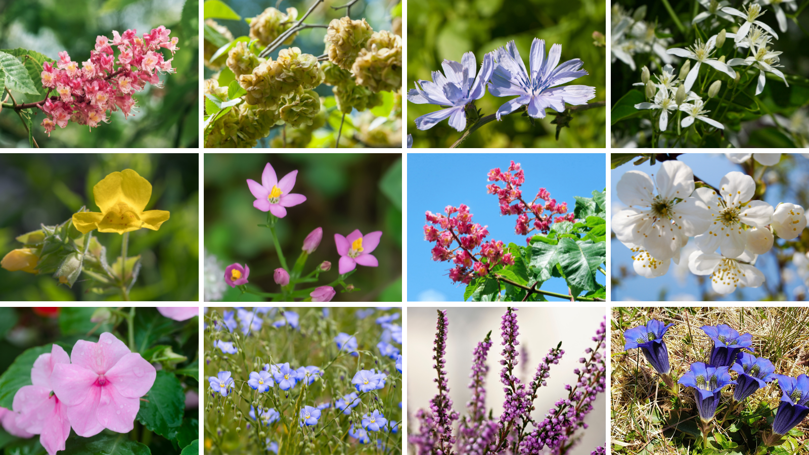 What Is The Best Bach Flower Remedy