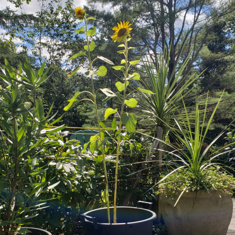 Easy Steps To Grow Sunflowers In Containers In 2024