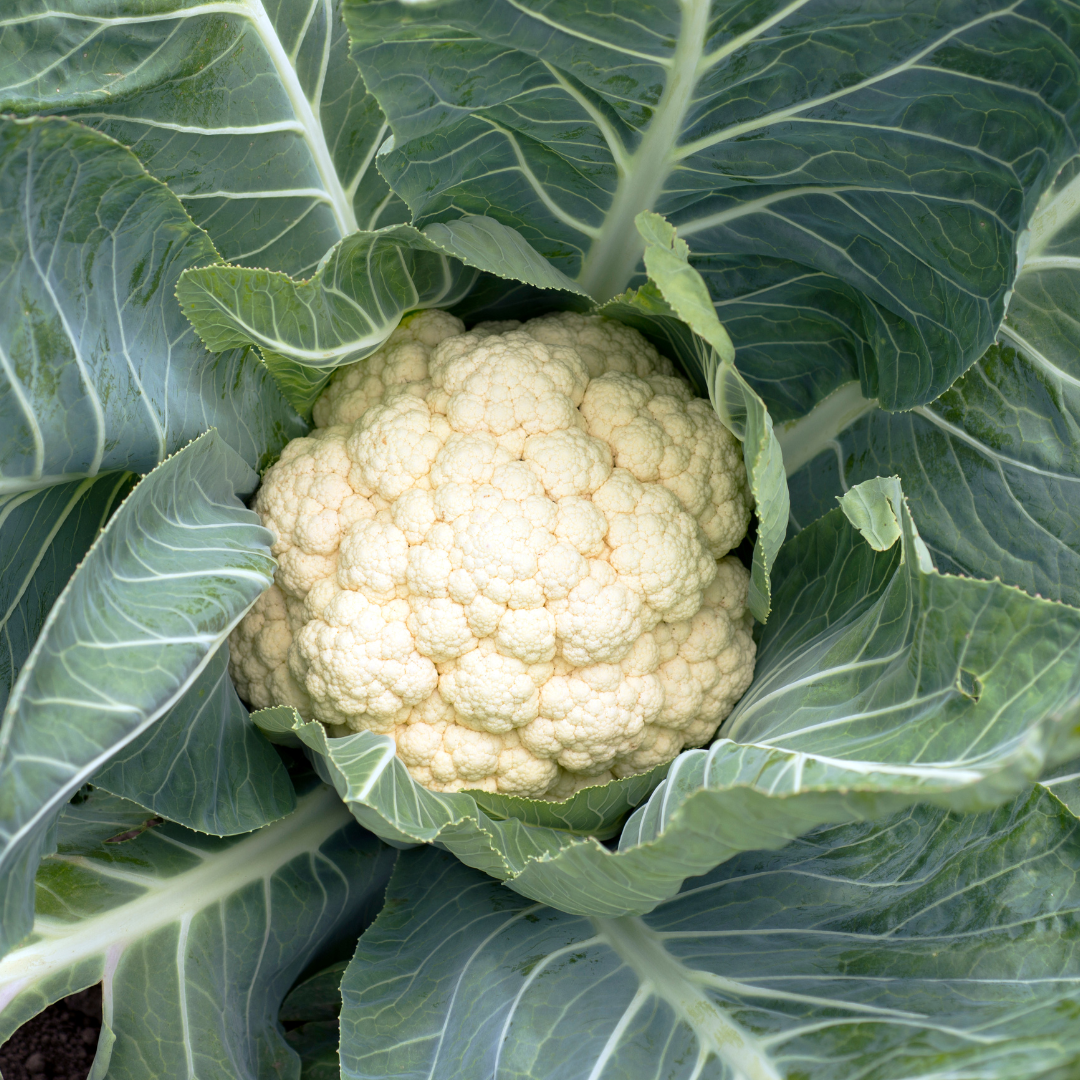 White Cauliflower