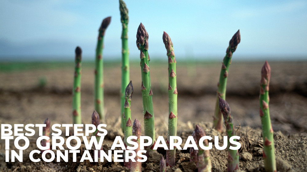 Best Steps To Grow Asparagus In Containers