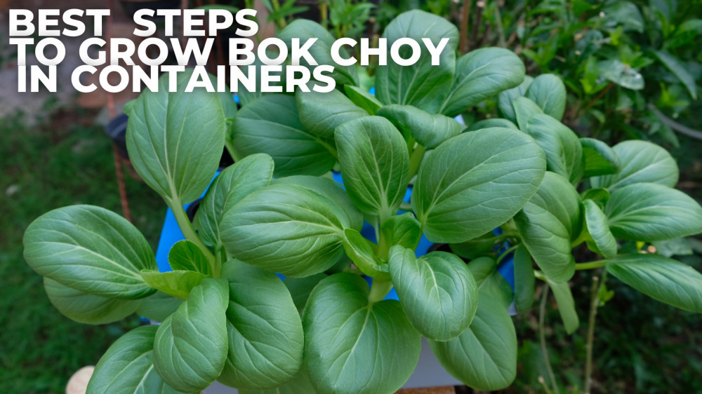 Best Steps To Grow Bok Choy In Containers