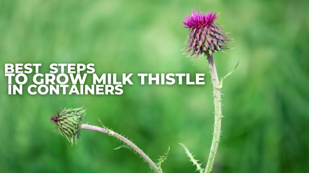 Best Steps To Grow Milk Thistle In Containers