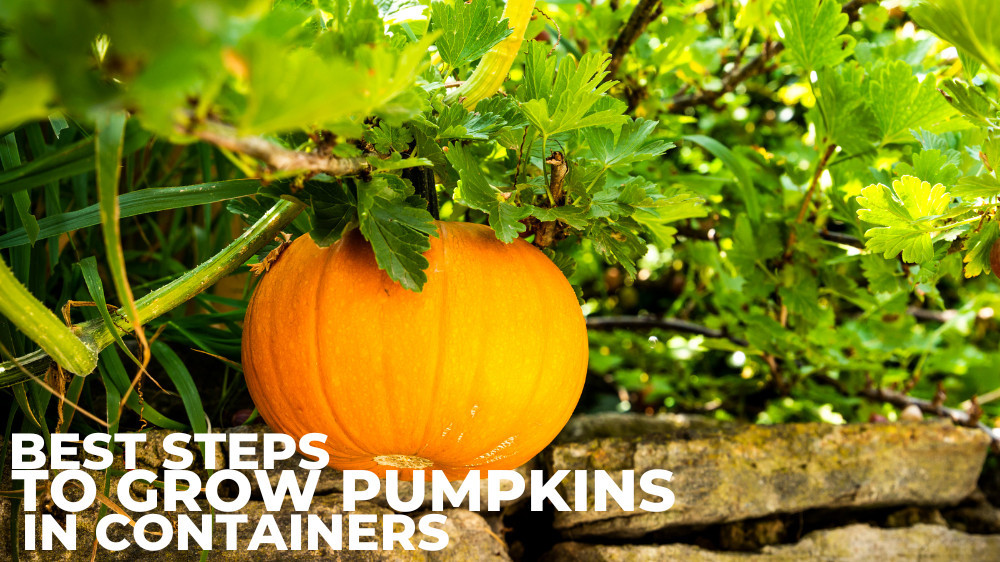 Best Steps To Grow Pumpkins In Containers