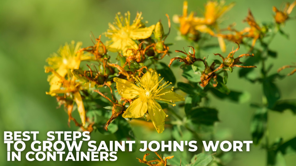 Best Steps To Grow Saint John's Wort In Containers