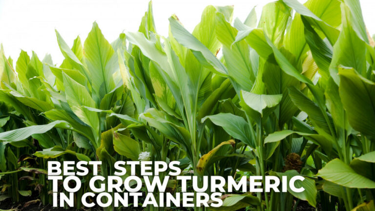 Best Steps To Grow Turmeric In Containers
