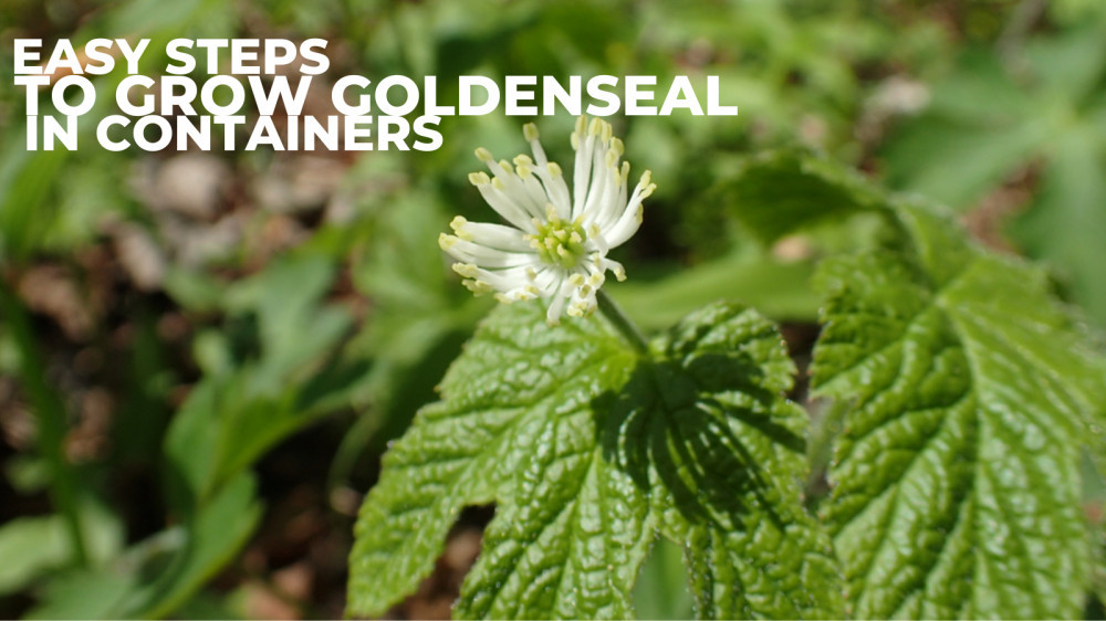 Easy Steps To Grow Goldenseal In Containers
