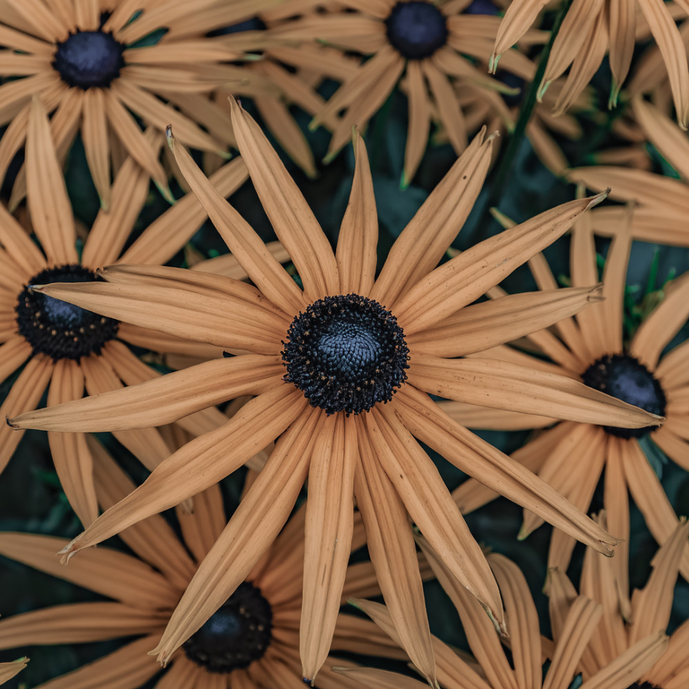 Black-Eyed Susan