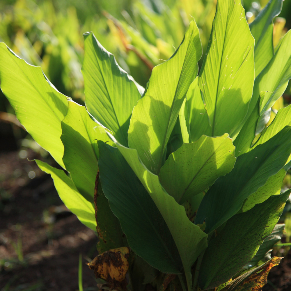 Climate And Temperature For Turmeric Plants