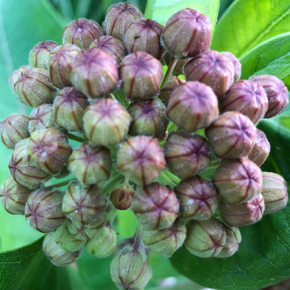 Common Milkweed