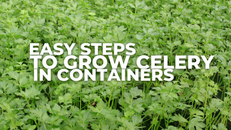 Easy Steps To Grow Celery In Containers