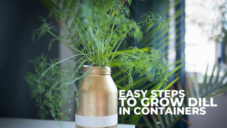 Easy Steps To Grow Dill In Containers